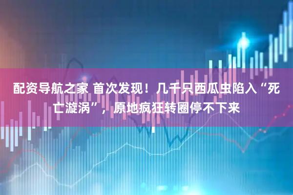 配资导航之家 首次发现！几千只西瓜虫陷入“死亡漩涡”，原地疯狂转圈停不下来